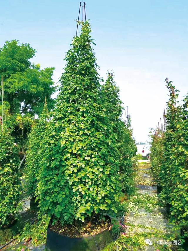 花卉苗木園地人工智能機器人建設思考技術