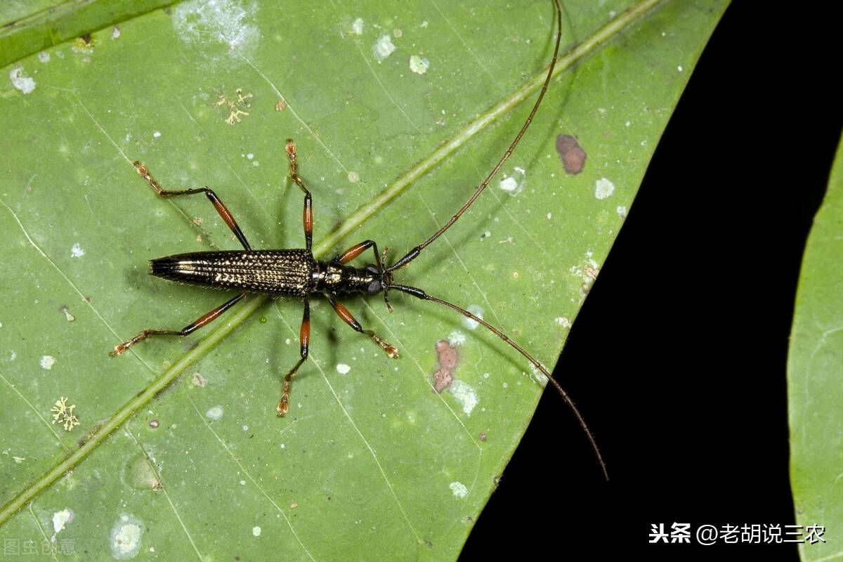 故此,这种虫子有了一个雅称-----"锯树郎",在我们这里被称为"水牤牛"