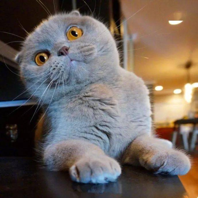 来自小灰猫的歪头杀,萌化了