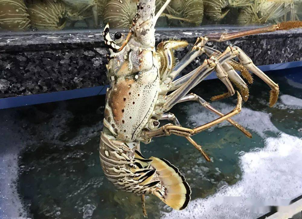 世界著名龙虾大全