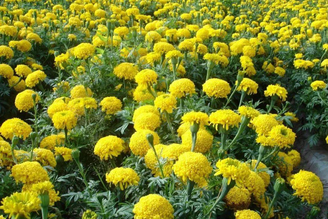 春播| 露地春播低矮型花卉有哪些?这20种最推荐!