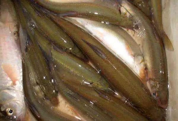 嘴小吃食快且短促有一定的难度,一旦掌握了黄尾鱼