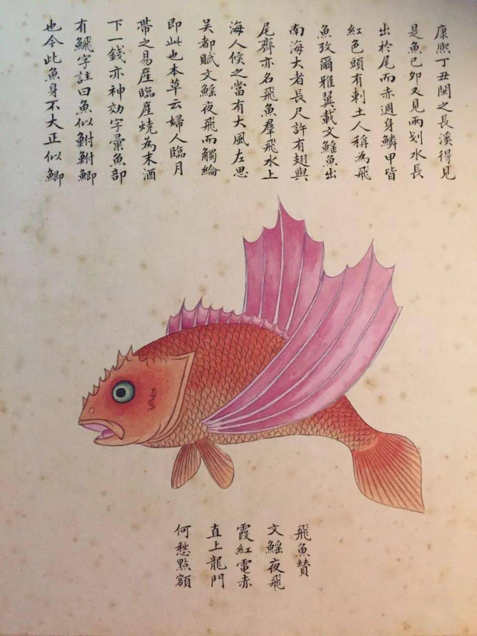 他認為,這就是傳說中的文鰩魚.憑什麼呢?