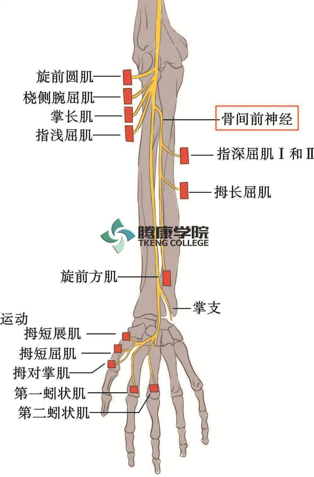 头臂干的分支解剖图图片