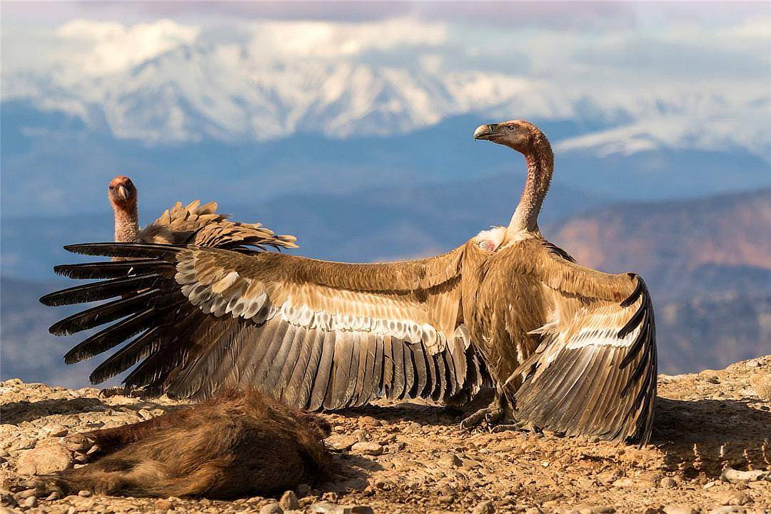 能飞万米高与飞机比翼,能中和病菌防止疾病传播,却被误解和毒杀_秃鹫