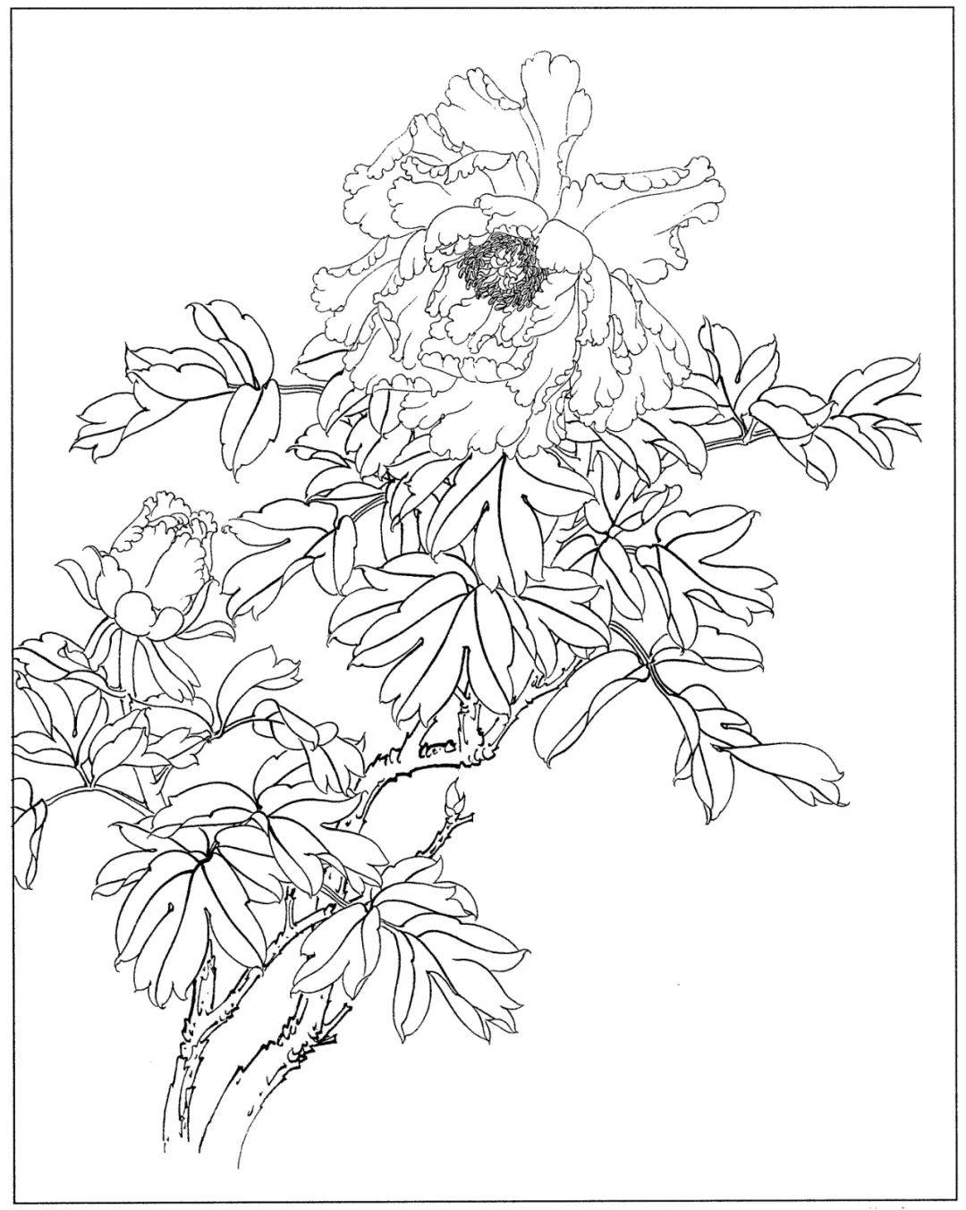 花卉白描线稿分享给你简单易学收藏起来临摹