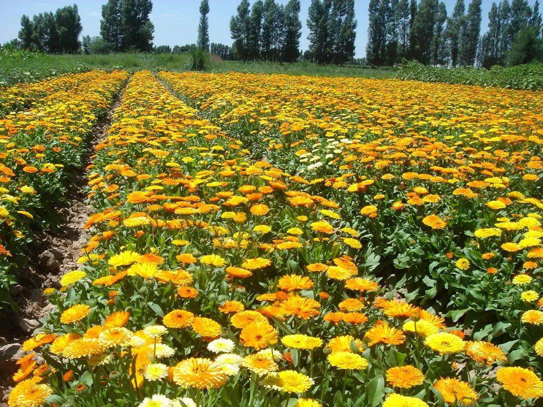 春播| 露地春播低矮型花卉有哪些?这20种最推荐!