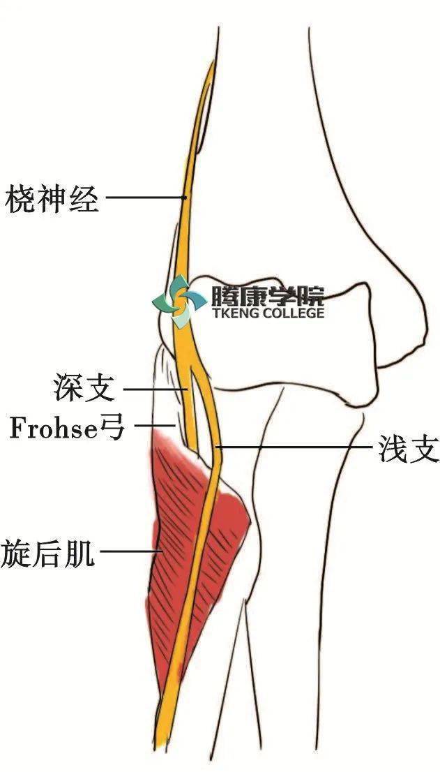 旋后圆肌图片