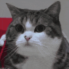 233_235gif 动态图 动图