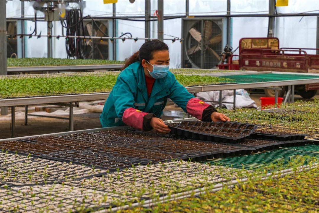 新年播种"新希望" 九丰农业育苗忙_手机搜狐网