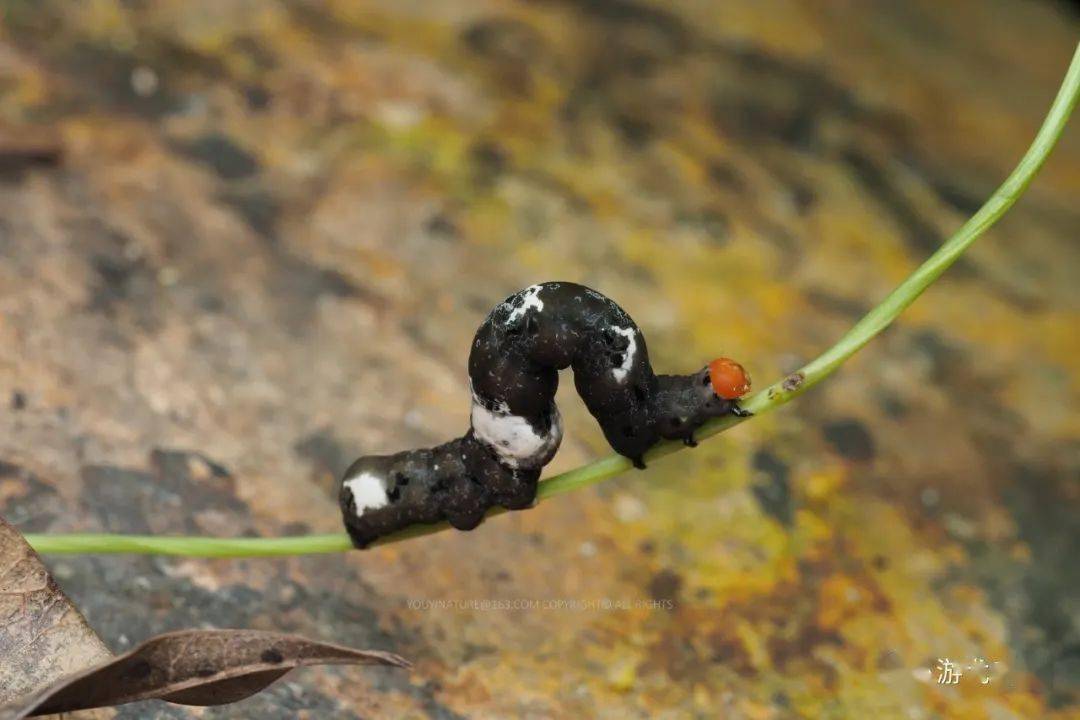 自然界里的排泄物选择了一条独特的生存之道——装屎它们为了生存另辟