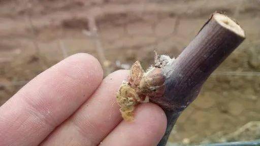 (3)可采用直接涂抹休眠芽,或直接喷施休眠枝条(要喷施全面均匀);破眠