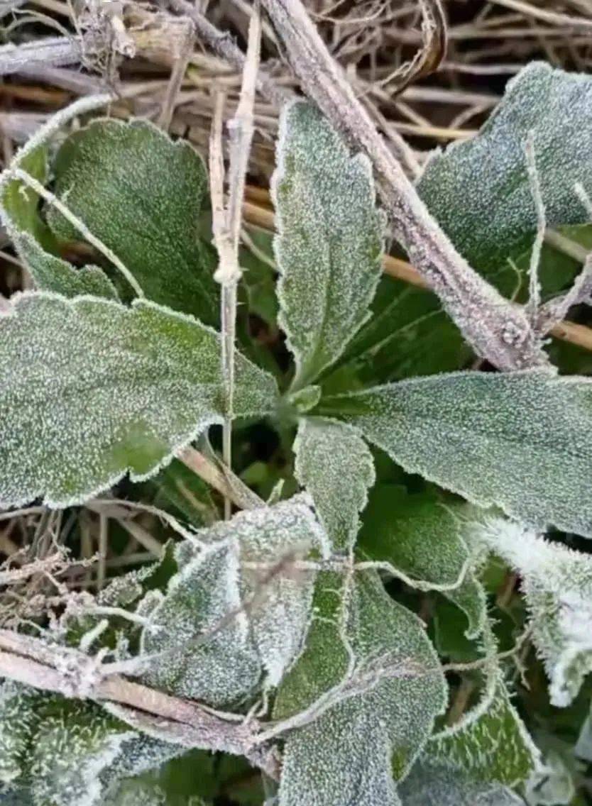 3℃!海南最低温跌破零度,这个地方都结霜了!琼海最近天气._冷空气