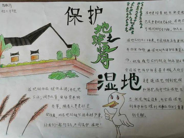 我们都应该积极地加入到保护湿地原貌,保护大天鹅栖息地,保护荣成