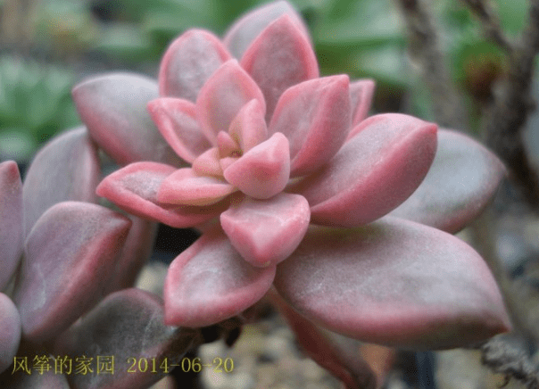 每日一花 | 姬胧月锦:阳光充足时锦斑粉红