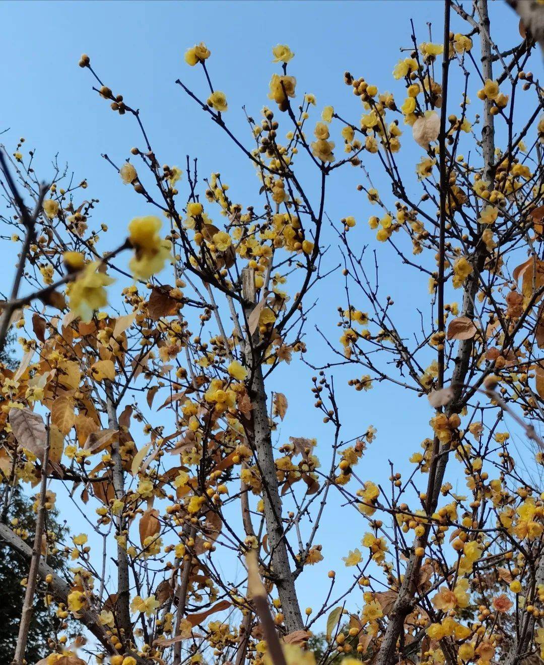 暗香浮动真香警告宁南金钟山景区腊梅已上线啦