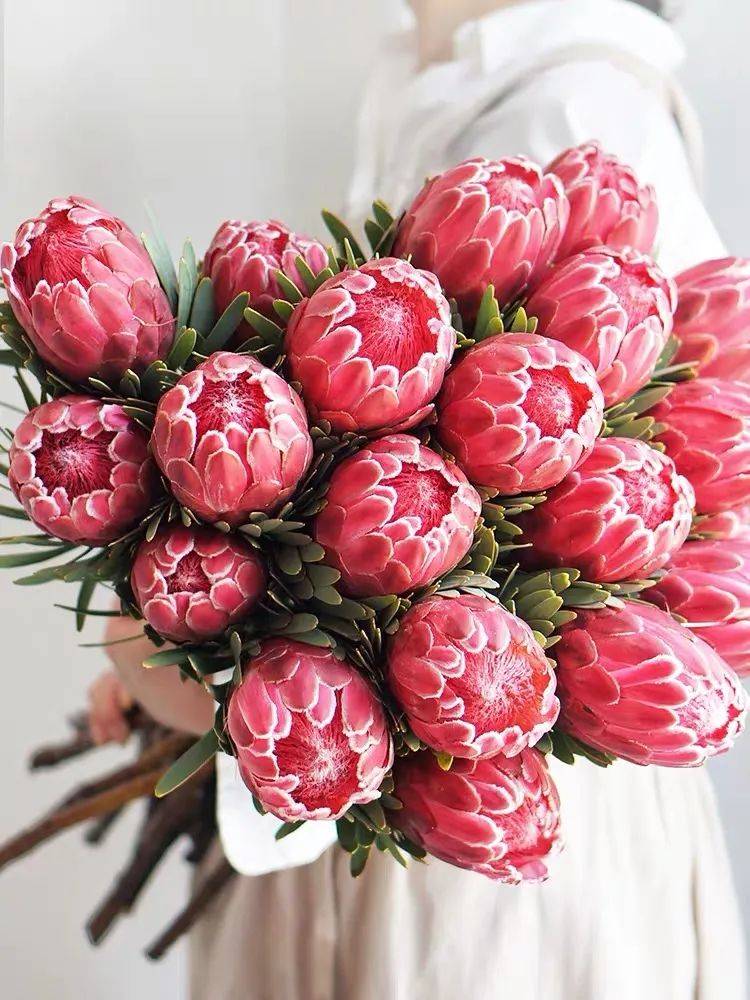 最气派的霸王花家里养一盆华丽又大气富贵又吉祥