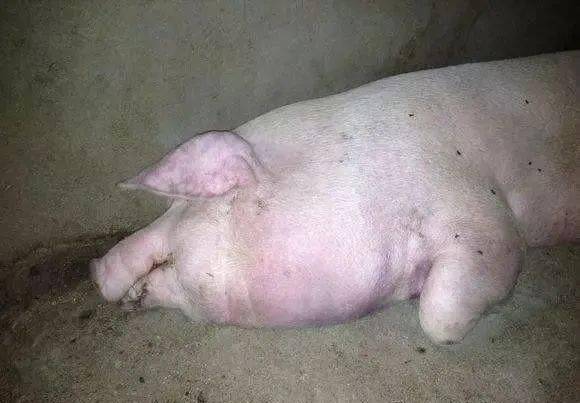 老母猪照片躺着图片