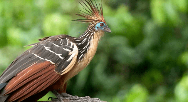 二:hoatzin(麝雉)