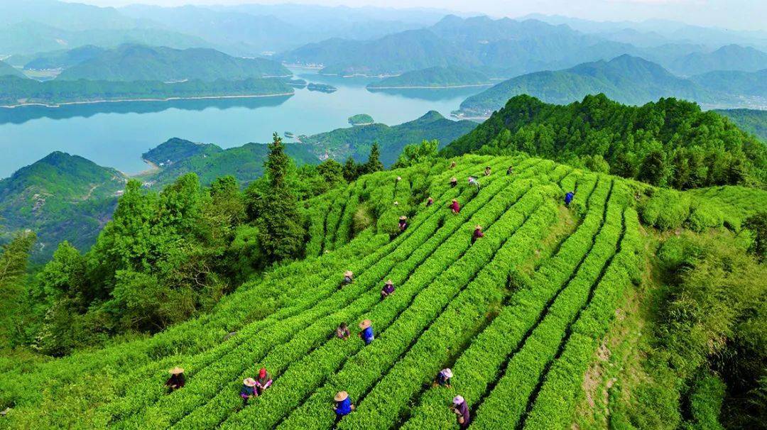 省市荣誉回眸见证平田不平凡的2020