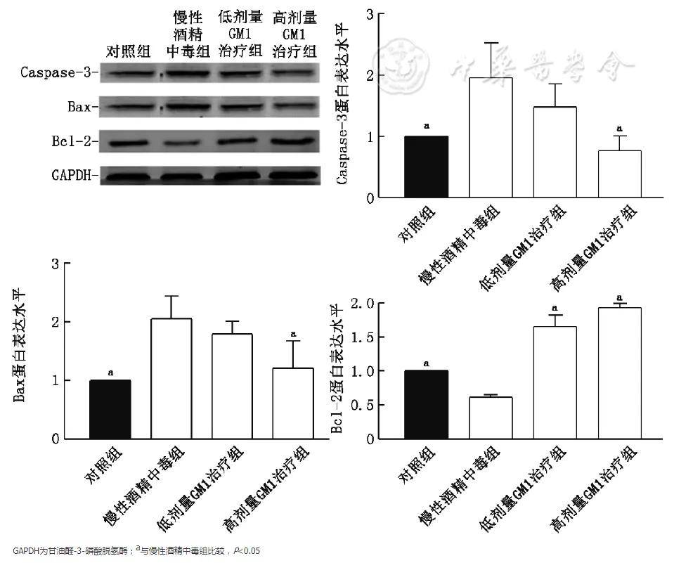 神经节苷脂对慢性酒精中毒小鼠海马caspase3baxbcl2蛋白表达水平的
