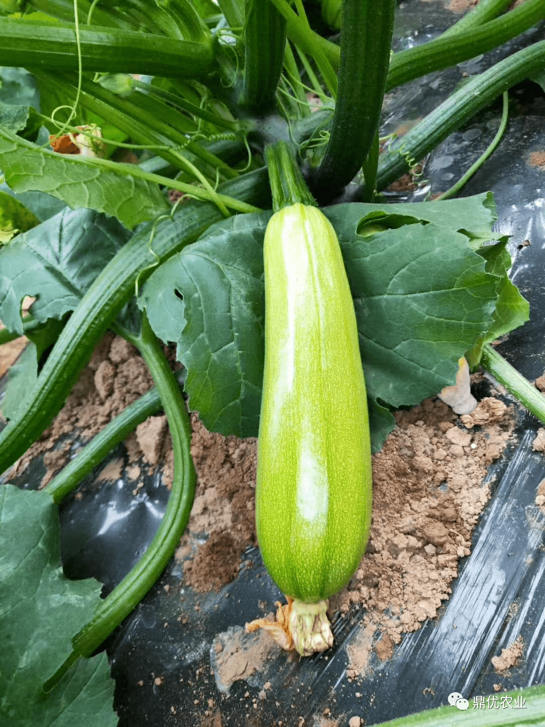 想要致富,就种西葫芦!_品种