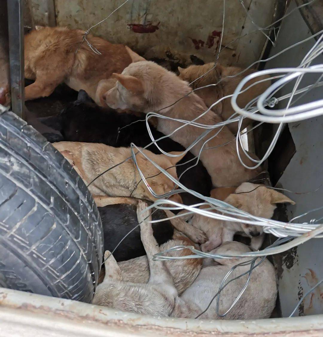 驾车偷狗作案多次陆丰公安成功破获一起系列偷狗案