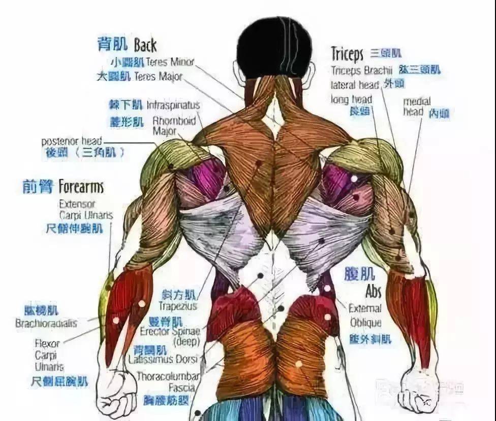 每一块背部肌肉都安排的明明白白