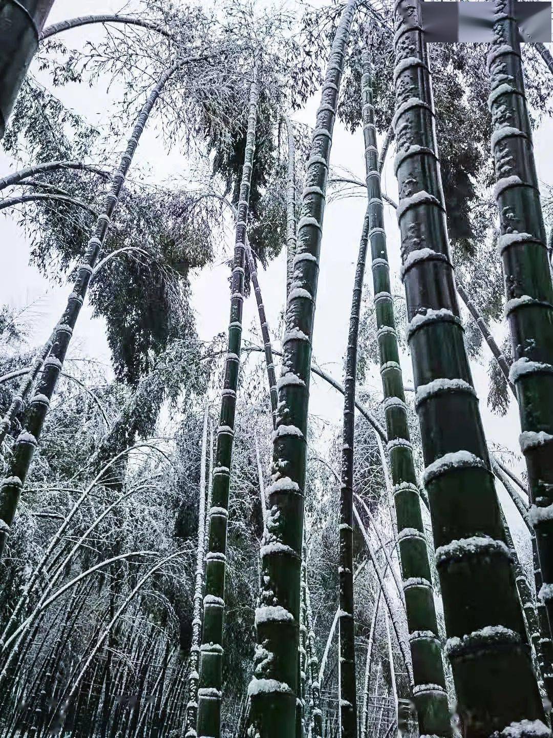 大雪压竹子的图片图片