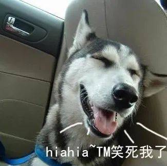 當普通狗狗看到警犬時，會覺得是警察來了嗎？ 萌趣萌寵 第1张