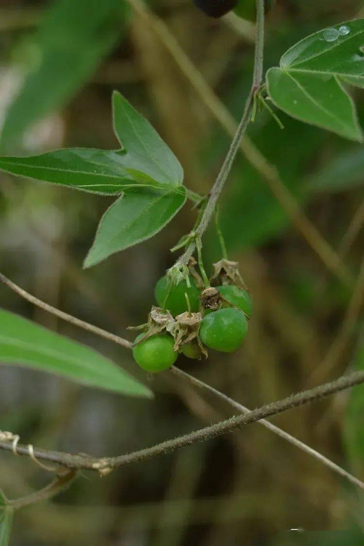 xishuangbannaensis西番蓮科 西番蓮屬404 大果西番蓮passiflora