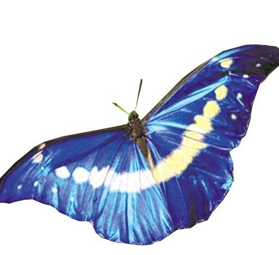 认知馆丨国蝶你知道几种