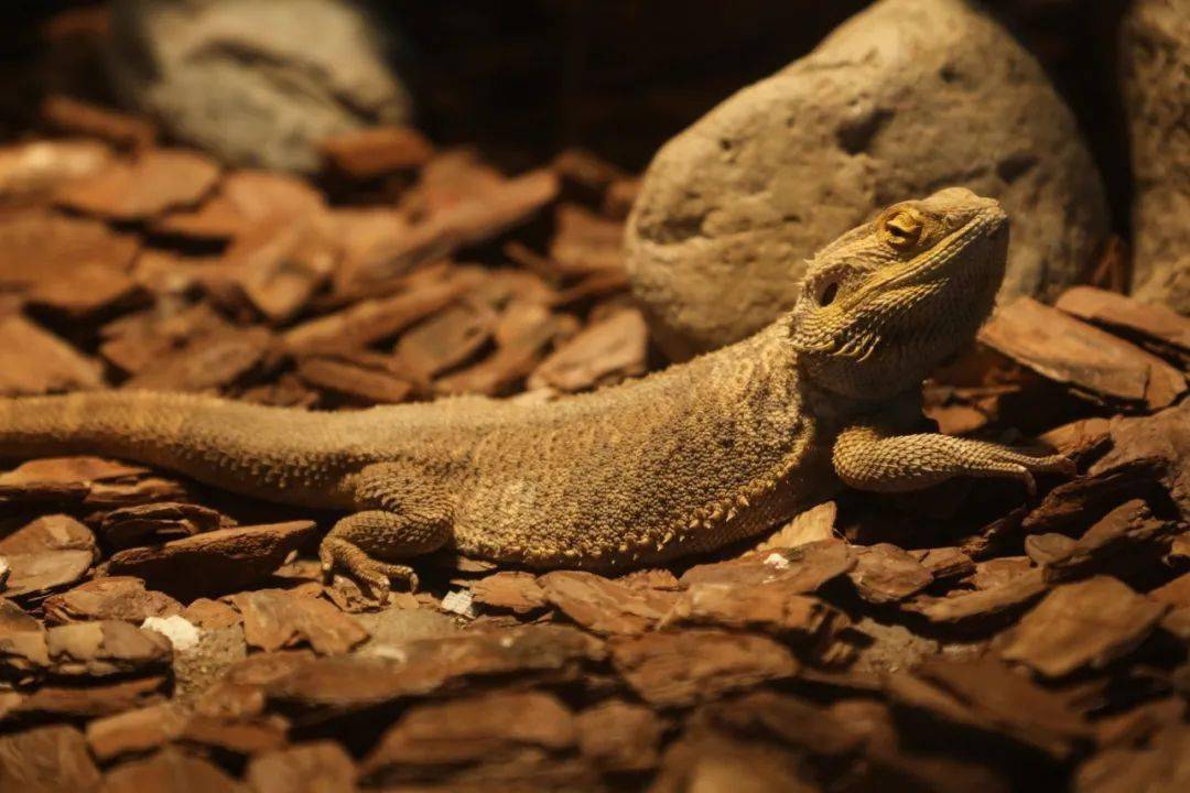 刺尾鬣蜥的尾巴上有鳞片 擅长攀爬树木 红泰加蜥是一种强壮的巨蜥