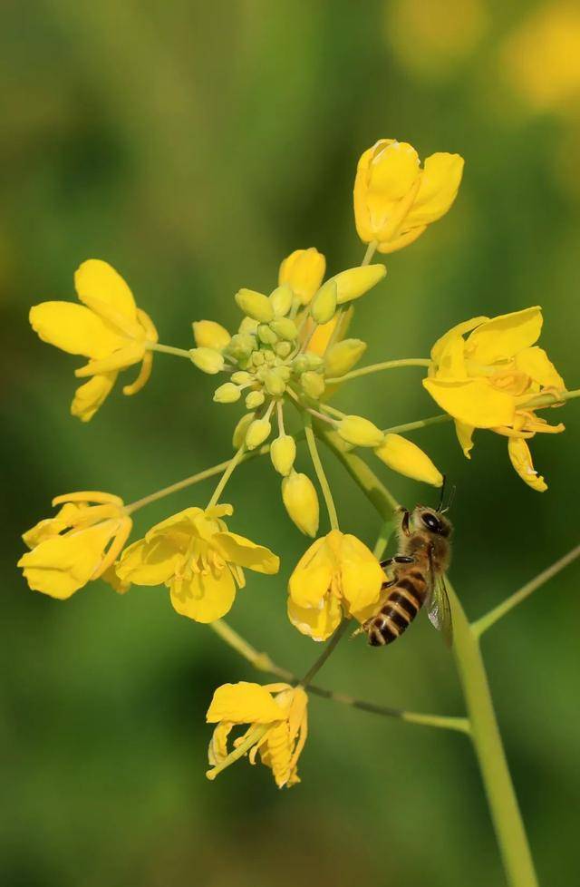 影像志看蜜蜂在油菜花丛中飞是不是春天马上要来