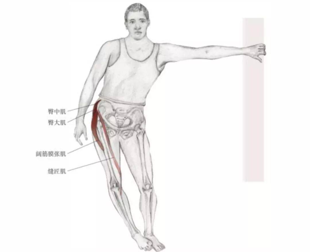 主要肌群:阔筋膜张肌,臀中肌,臀小肌 次要肌群:缝匠肌