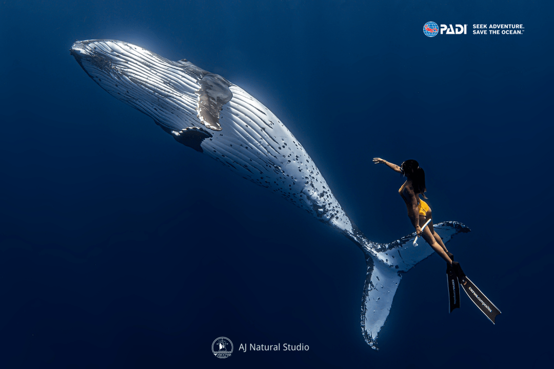 潜水员新年专属福利丨手机电脑壁纸来啦