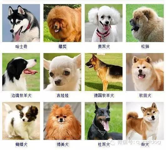 
178种狗狗 你认识几多？“开云”(图1)