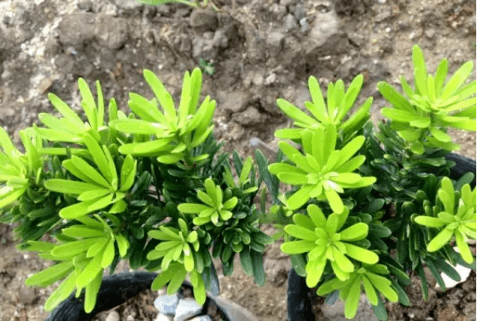 八大罗汉松 价格蹭蹭翻 品种