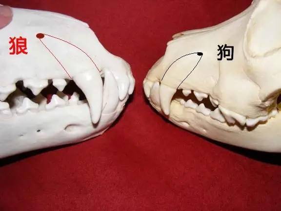 狗狗的牙齿结构图片