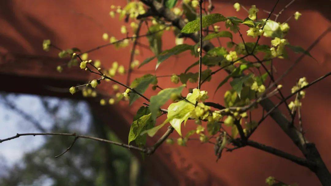 萬樹寒無色南枝獨有花