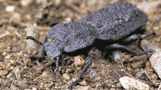 汽车也压不死的铁锭甲虫