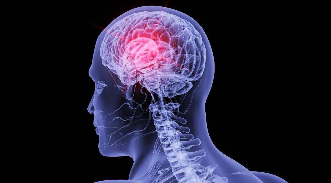 垂体有很多重要的邻居,比如给大脑供血的动脉及控制眼球运动神经,传导