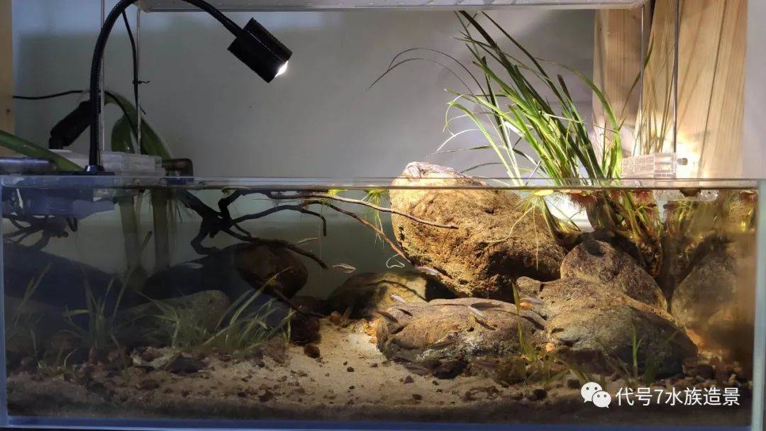 黑壳虾溪吻虾虎麦氏吸鳅圆心萍转载自:微信公众号代号7水族造景作者