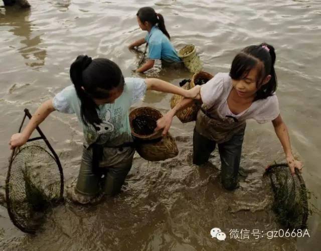 又到德庆农村放塘捉鱼的季节!这些你还记得吗?