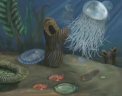 海洋里的萤烛之光——前寒武纪海洋中的瓶状化石