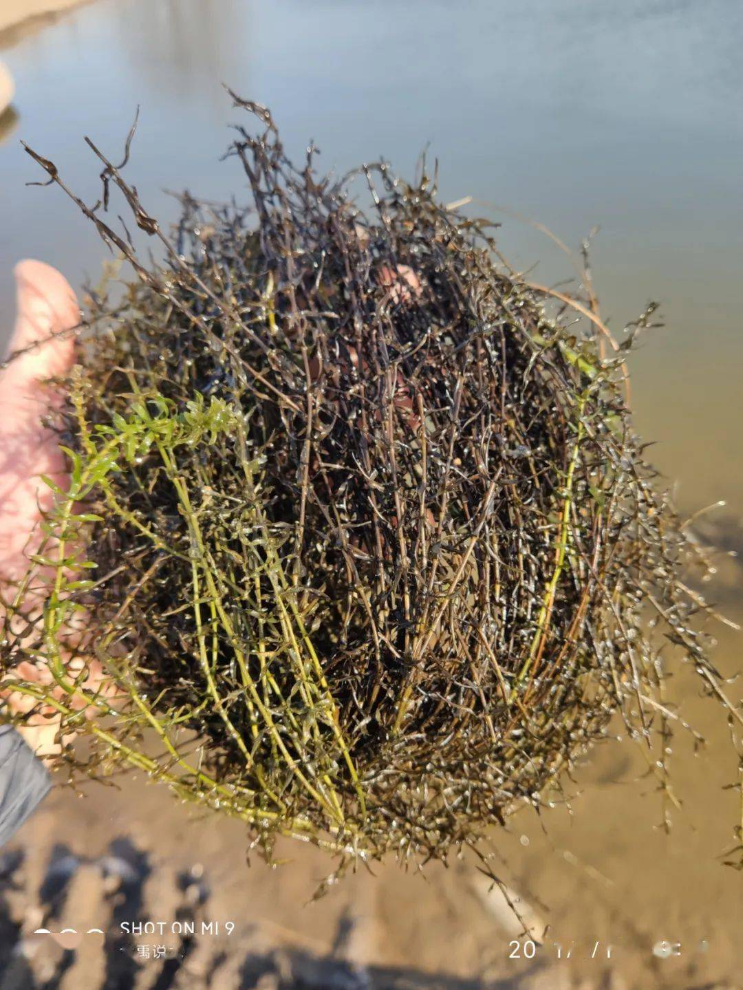 河蟹放苗在即,这个重要工作还没准备好,如何保证成活率?_水草