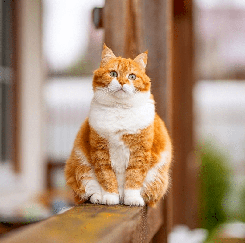 ins上这只肥橘爆红被称为梦中情猫超百万人点赞