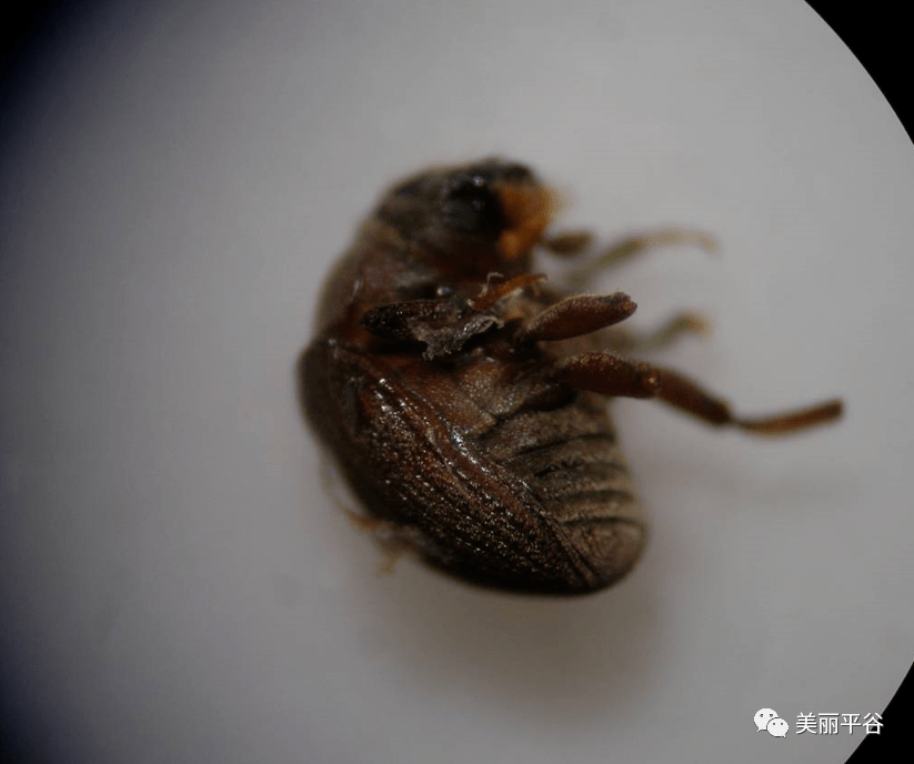 影像平谷:桃小蠹虫的发生特点及防治