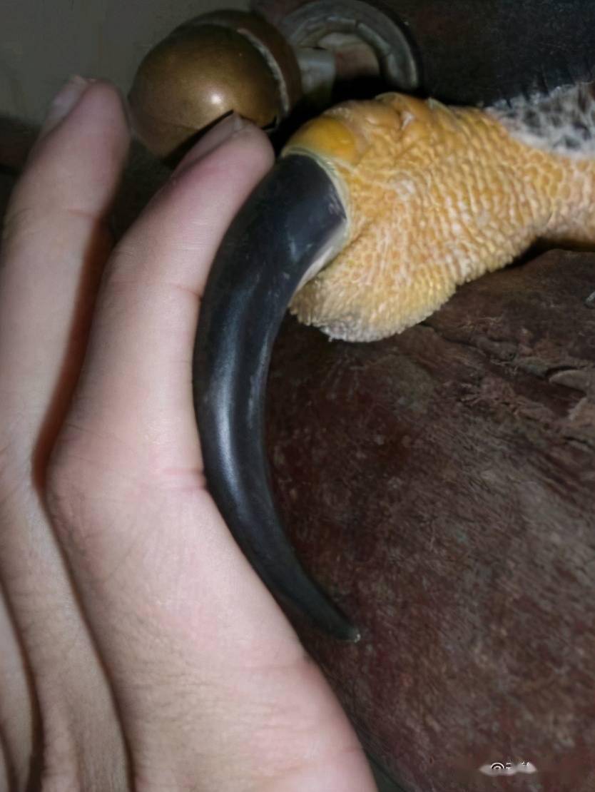 非洲最强大的猛禽,人类手指长度的爪子,能轻松抓碎猎物头骨