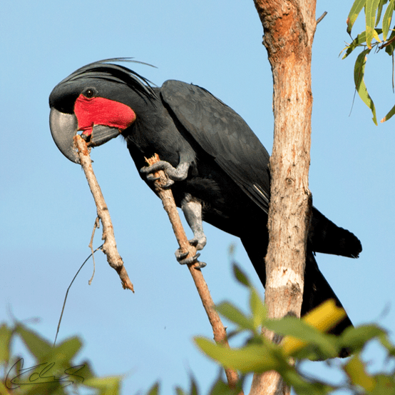 怪兽叔叔世界1分钟会打鼓的击鼓鸟drummingbird
